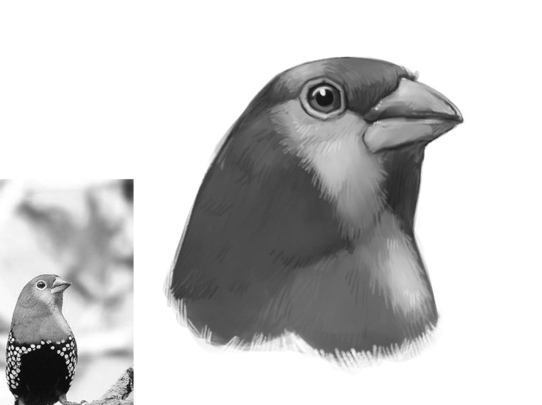 Dibujo de un pájaro - Cómo dibujar aves en Photoshop