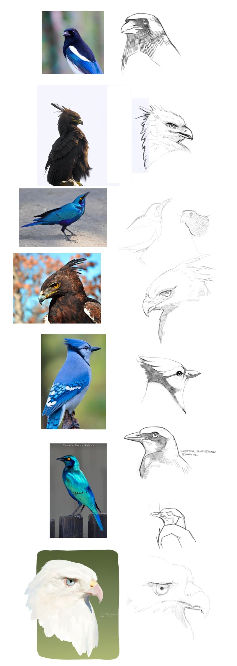 Múltiples bocetos de pájaros - Cómo dibujar aves en Photoshop