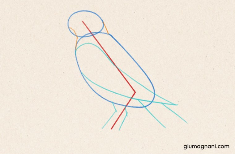 Paso 4: Trazar los ángulos que unen la cabeza al cuerpo - Tutorial de cómo dibujar un pájaro paso a paso - Grajilla albina