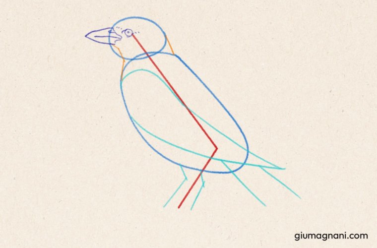 Paso 5: Dibujar los ojos y pico del pájaro - Tutorial de cómo dibujar un pájaro paso a paso - Grajilla albina