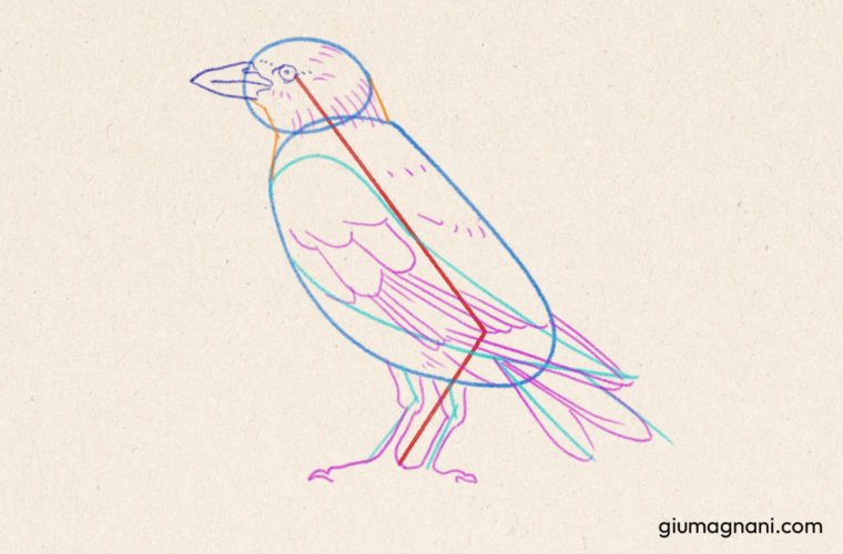 Paso 6: Dibujar las plumas principales y detalles característicos del pájaro