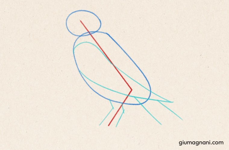 Paso 3: Trazas las formas de las alas, cola y pies del pájaro - Tutorial de cómo dibujar un pájaro paso a paso - Grajilla albina