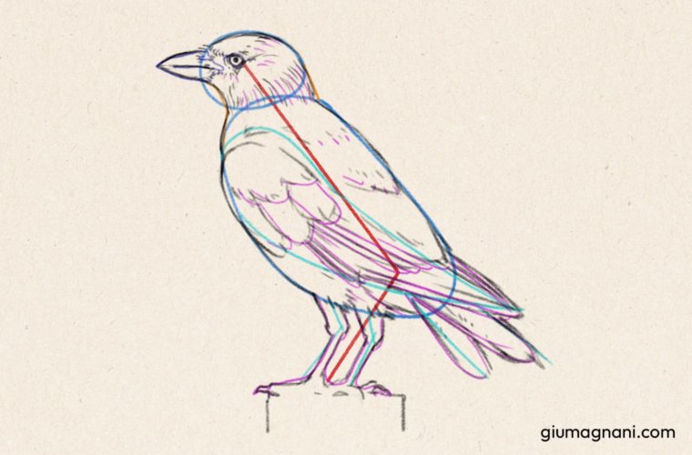 Paso 7: Limpiar los trazos para tener el dibujo lineal finalizado del pájaro - Tutorial de cómo dibujar un pájaro paso a paso - Grajilla albina