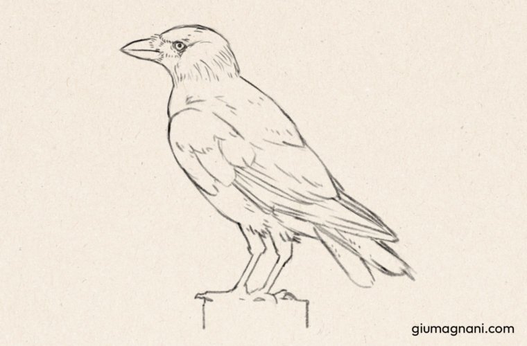 Paso 8: Dibujo lineal finalizado del pájaro - Tutorial de cómo dibujar un pájaro paso a paso - Grajilla albina